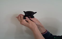 Chihuahua dogs for sale: SMALLEST on the market KC reg chihuahua girls - Image 6
