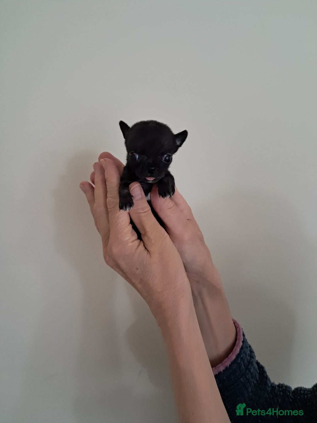 Chihuahua dogs for sale: SMALLEST on the market KC reg chihuahua girls - Image 6