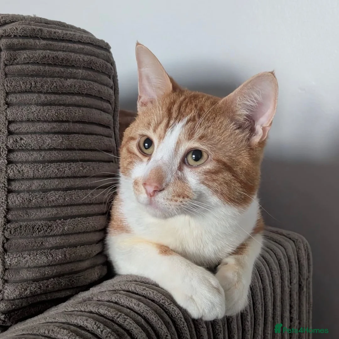 Domestic Shorthair cats for adoption: Toby, sweet 2 year old boy  - Advert 3