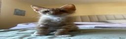 Mixed Breed cats for sale: 2 boys + girl - Advert 18