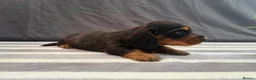 Miniature Dachshund dogs for sale: Longhair Miniature Dachshund - Advert 3