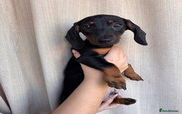 Dachshund dogs for sale: DACHSHUND PUPPIES FOR SALE  - Image 4