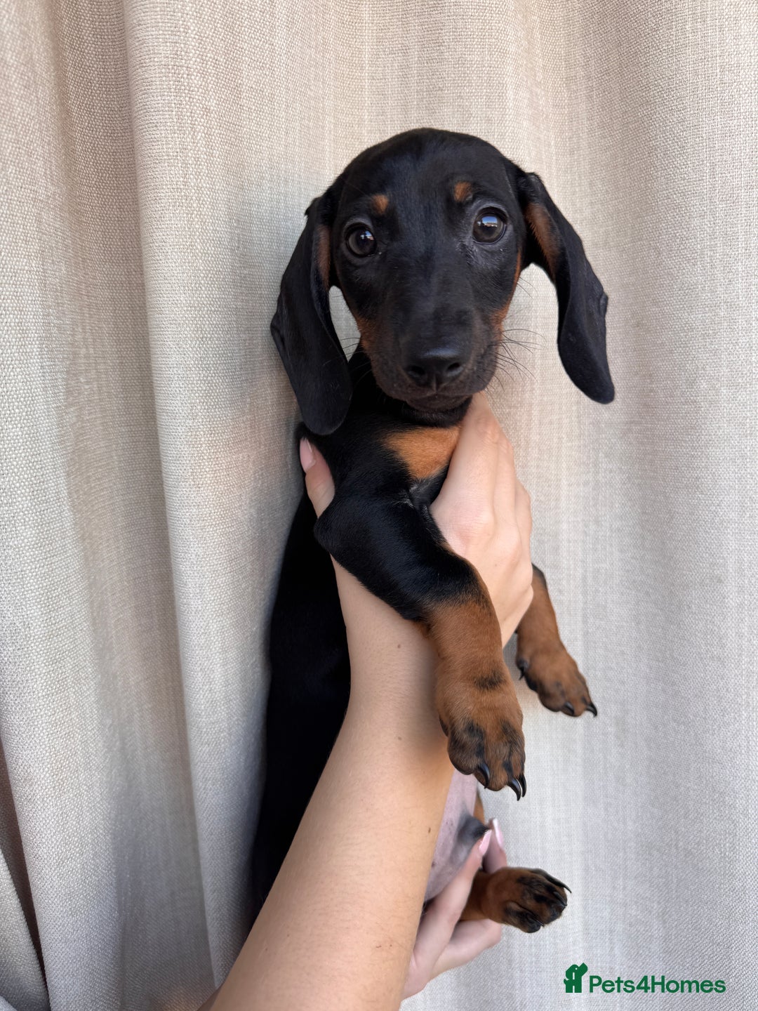 Dachshund dogs for sale: DACHSHUND PUPPIES FOR SALE  - Image 4