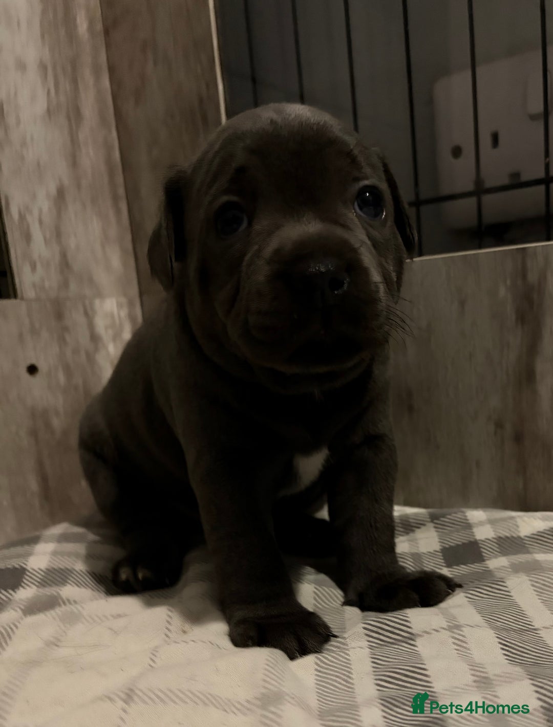 Staffordshire Bull Terrier dogs for sale: Blue Staffordshire bull terriers  - Advert 8