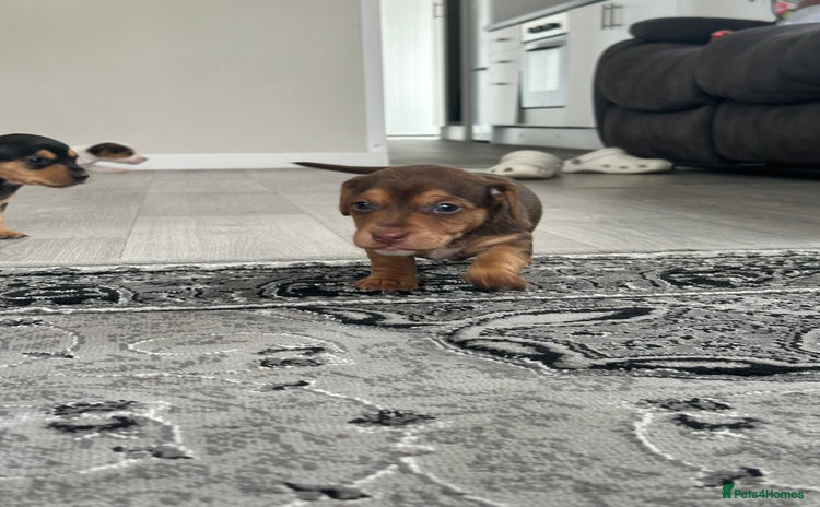 Mixed Breed dogs - Advert 10