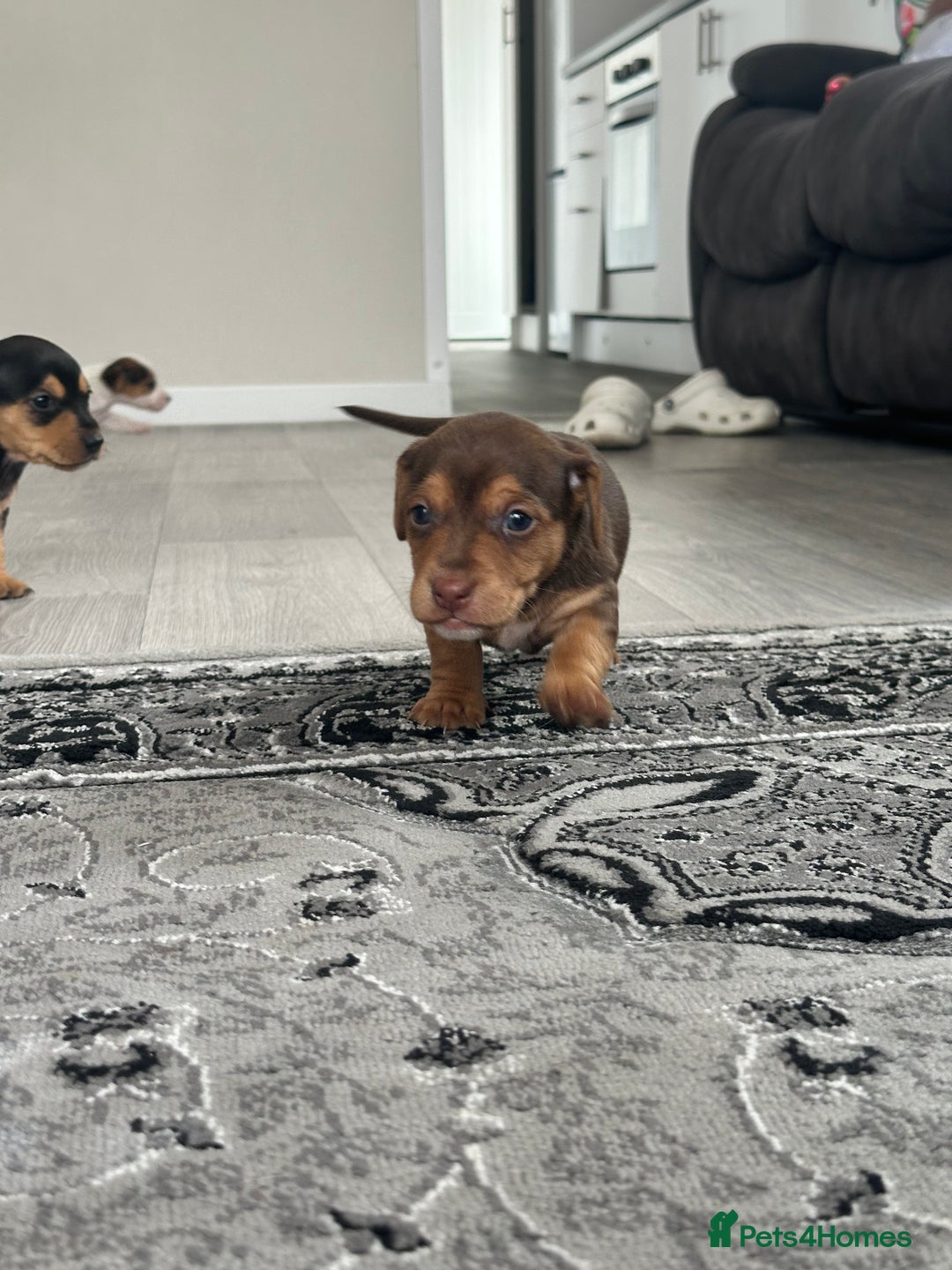 Mixed Breed dogs for sale: I have six beautiful jack dash for sale  - Image 1