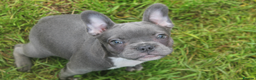 French Bulldog dogs for sale: KC French Bulldog Puppies - All sold - Advert 23