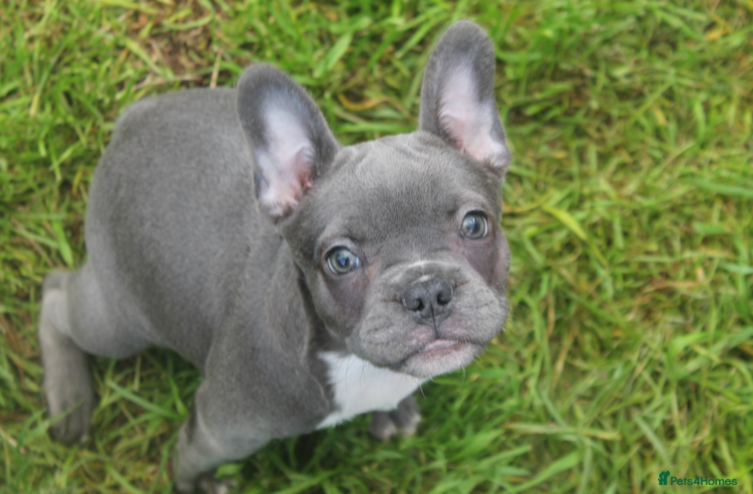 French Bulldog dogs for sale: KC French Bulldog Puppies -Last One.Ready to leave - Image 21