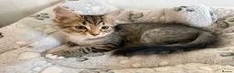 Mixed Breed cats for sale: 🔥Last Girl 💥mixed breed babies - Advert 2