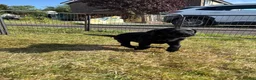 Labrador Retriever dogs for sale: 1 black male labrador puppy - Advert 5