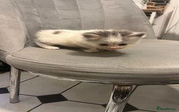 Mixed Breed cats for sale: 4 playful and funny kittens - Advert 13