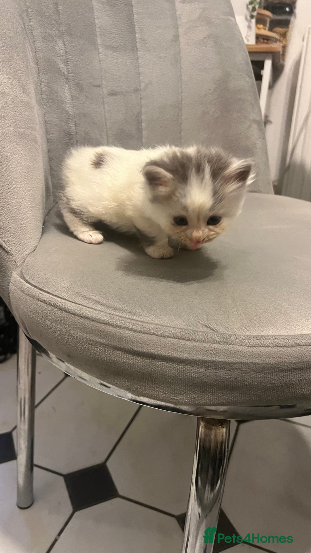 Mixed Breed cats for sale: 4 playful and funny kittens - Advert 13