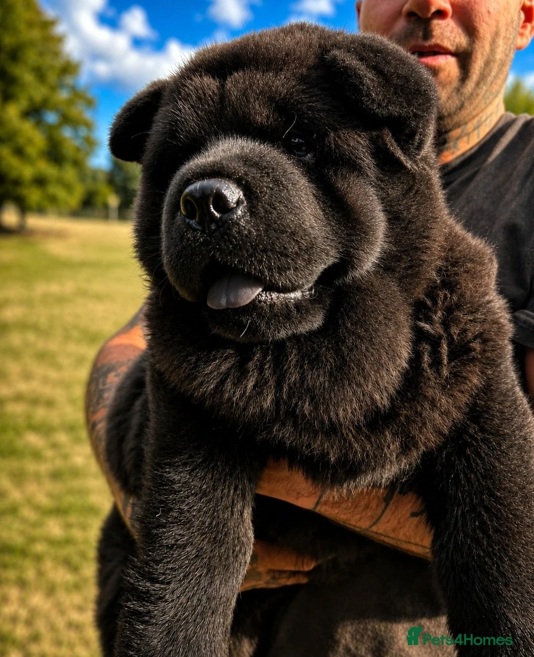 Chow Chow dogs for sale: Black smooth chow chow girl  - Advert 2