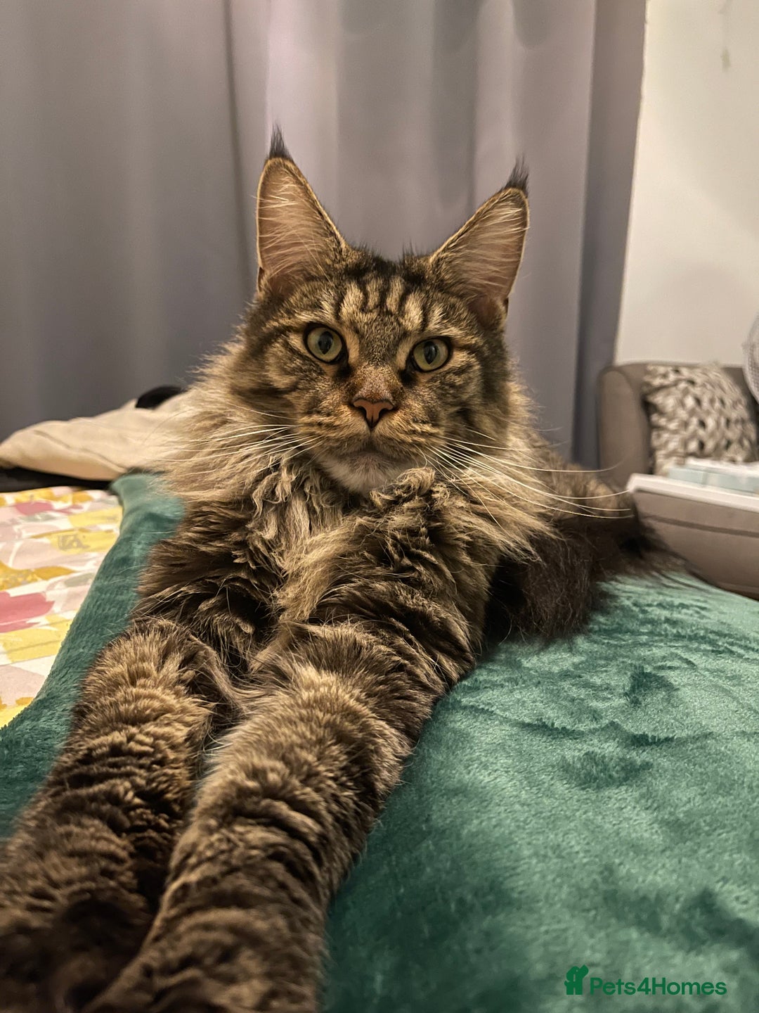 Maine Coon cats for sale: Maine coon boy 5 years old  - Advert 6
