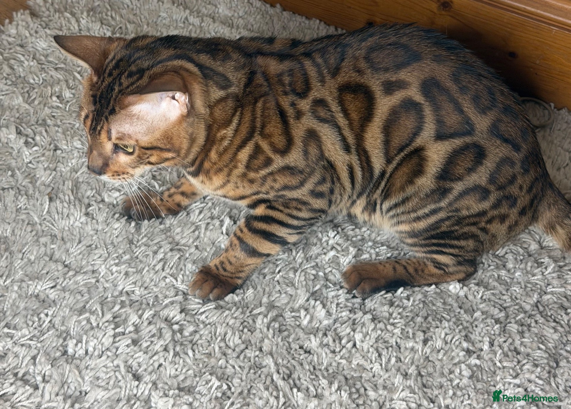 Bengal cats for sale: Male Bengal - Advert 1