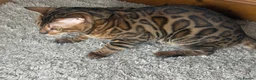 Bengal cats for sale: Male Bengal in Birmingham - Advert 1