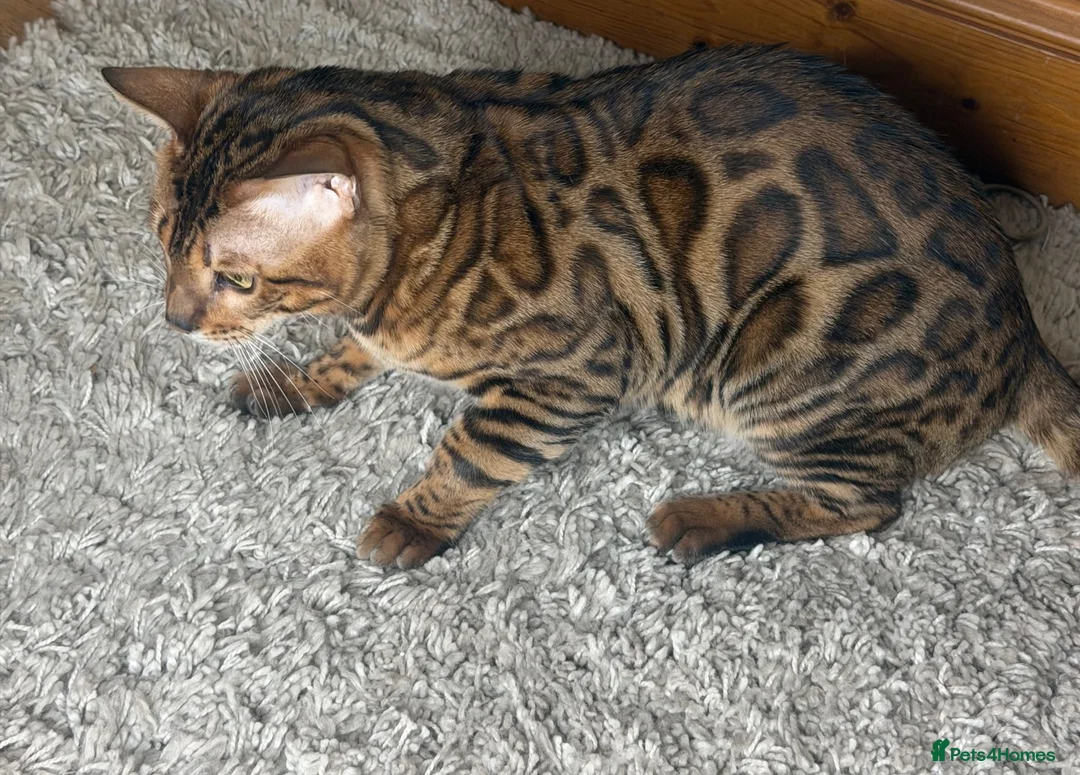 Bengal cats for sale: Male Bengal in Birmingham - Advert 1