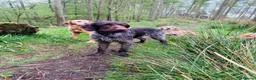 German Wirehaired Pointer dogs for stud: German Wirehaired Pointer at Stud - Advert 12