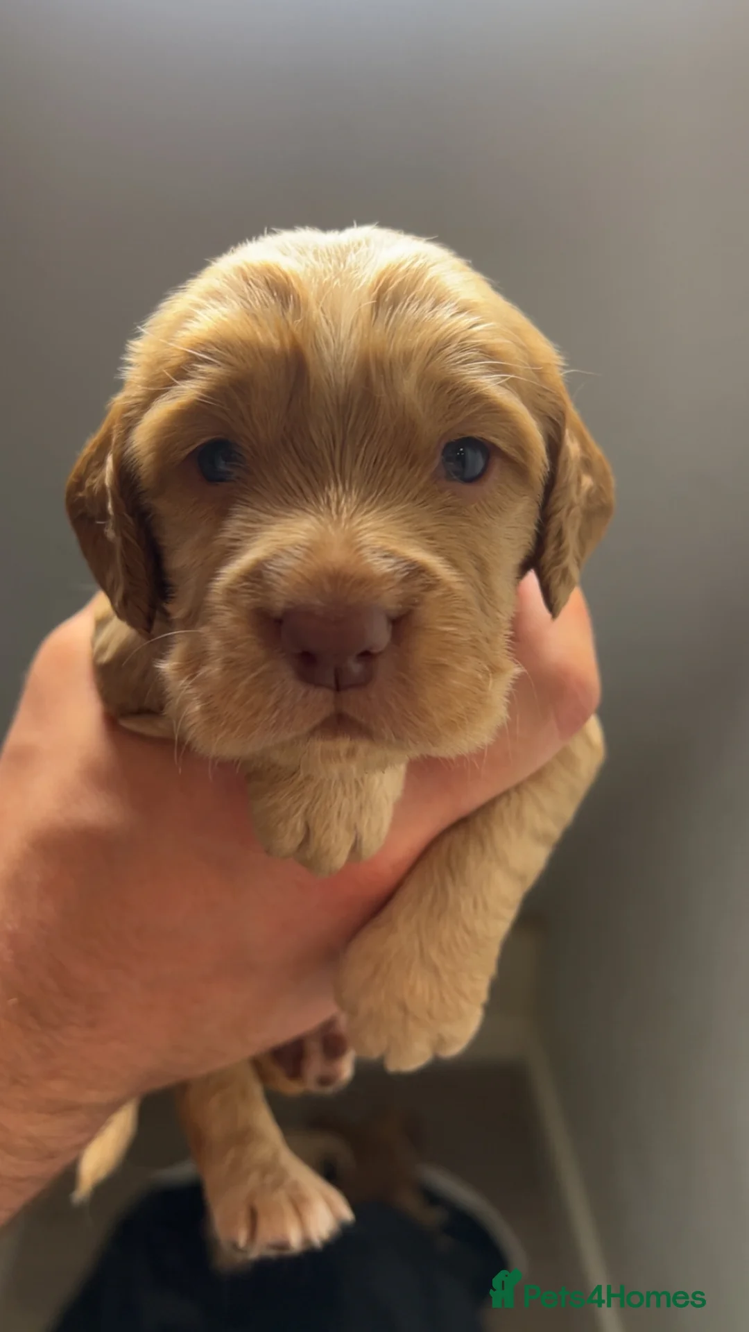 Cocker Spaniel dogs for sale: Purebred cocker spaniels for sale, 3 boys,3 girls  - Advert 17