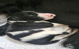 Mixed Breed dogs for sale: Spangold puppies  - Advert 9