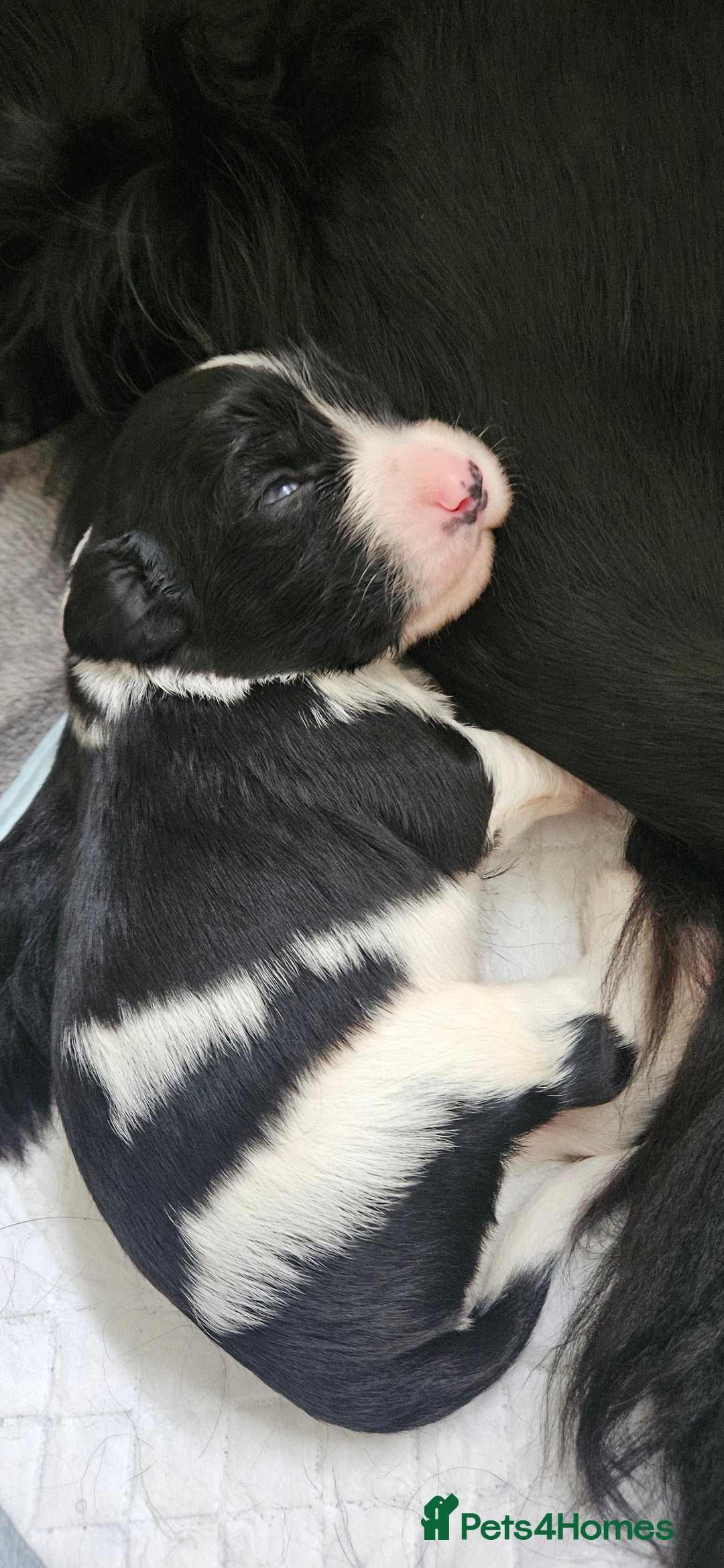 Mixed Breed dogs for sale: Spangold puppies  - Advert 9