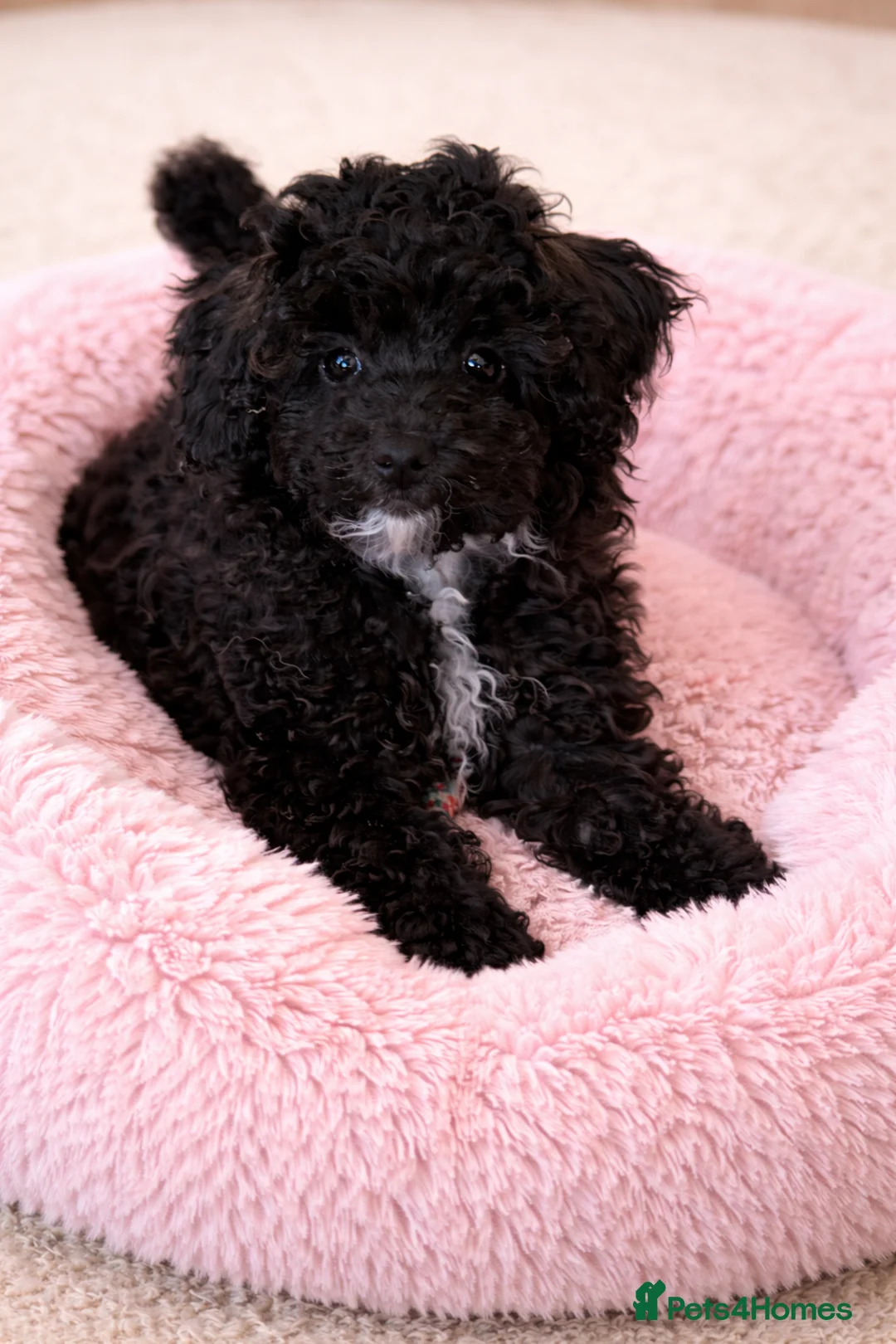 Toy Poodle dogs for sale: Adorable K.C.Reg tiny Toy Poodle puppy - Advert 2