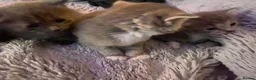 Mixed Breed cats for sale: Lovely little kittens in Boston - Advert 13