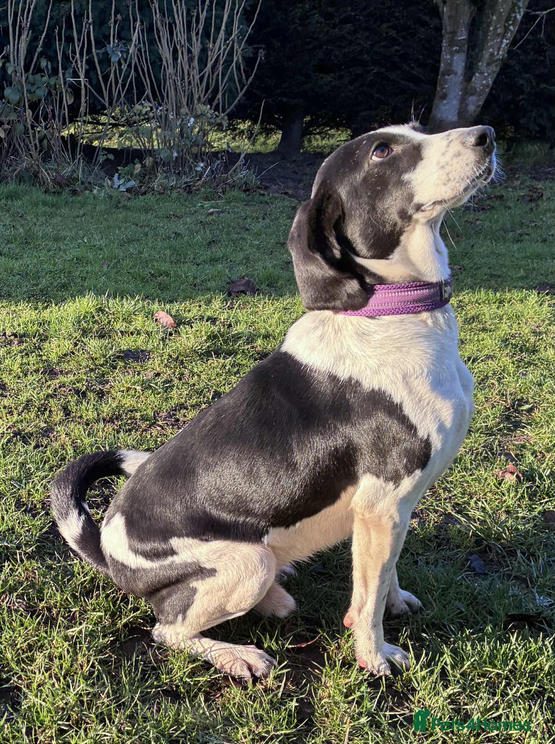 Mixed Breed dogs for adoption: 💔 PARIS is STILL WAITING FOR HOME 💔 - Advert 12