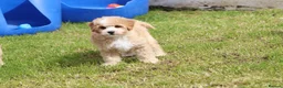 Cavapoochon dogs for sale: Beautiful Cavapoochon puppies for sale - Advert 9