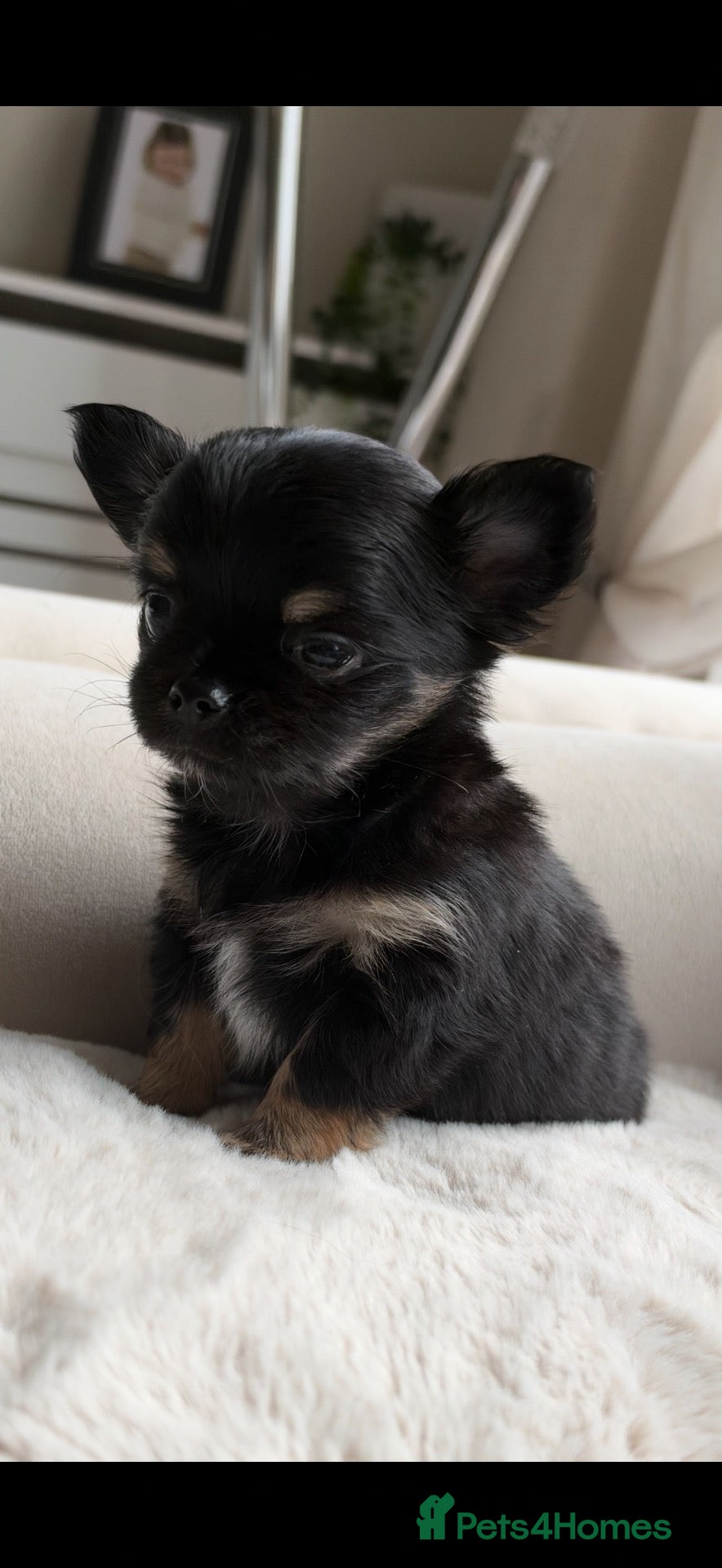 Chihuahua dogs Beautiful Longhair Chihuahuas  - Advert 1