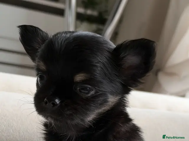 Chihuahua dogs Beautiful Longhair Chihuahuas - Advert 1