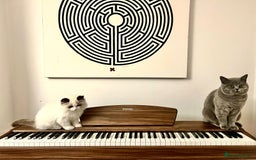 Ragdoll cats for sale: Two Show-Quality Cats Seeking Loving Homes - Image 2