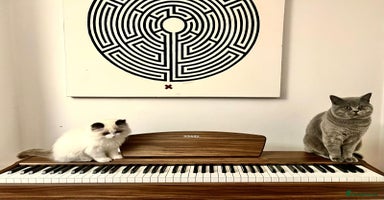 Ragdoll cats - Advert 12