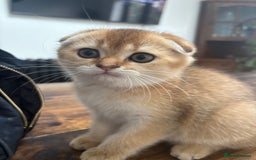 Scottish Fold cats for sale: SCOTTISH FOLD FEMALE - Image 4