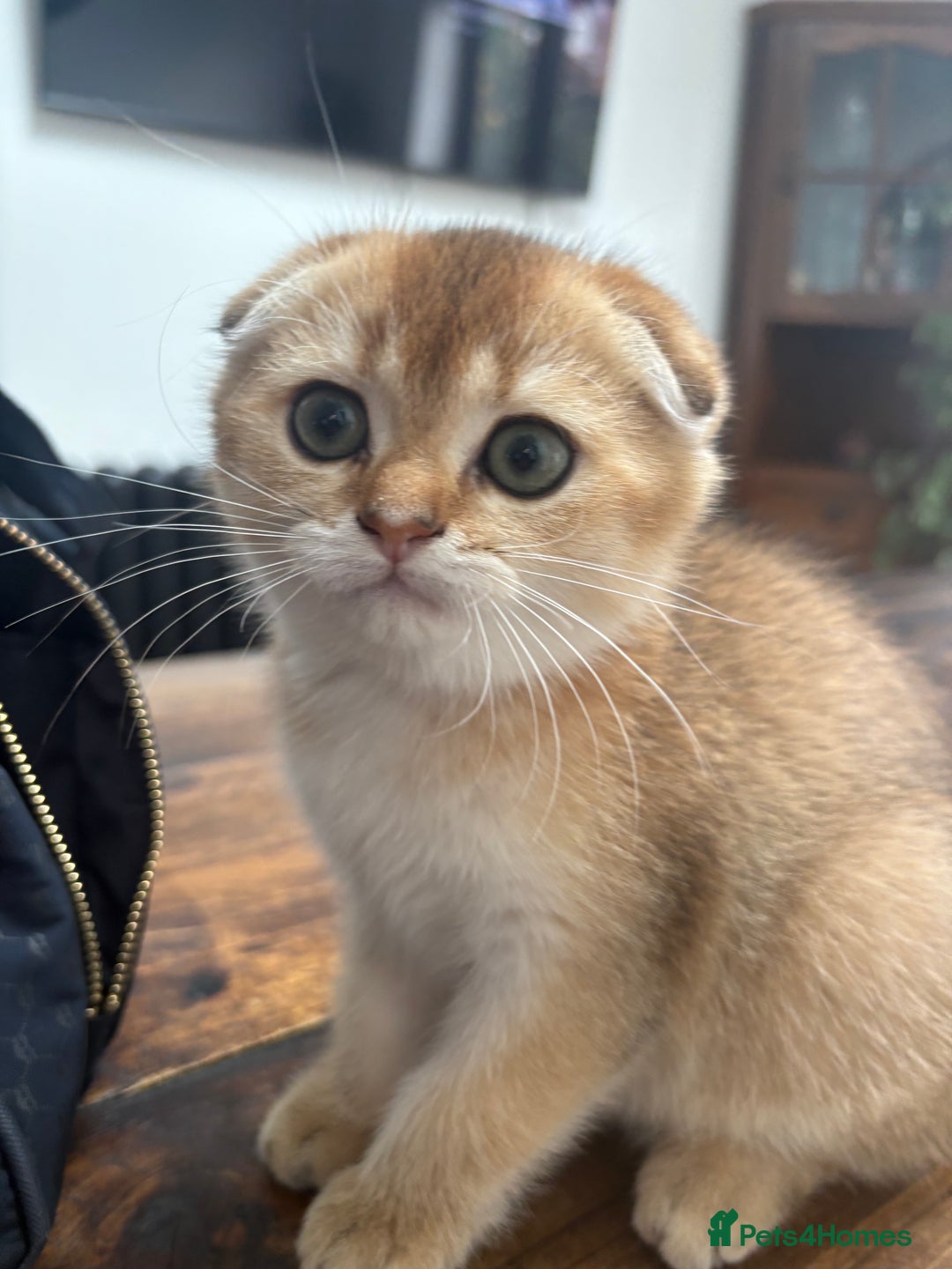 Scottish Fold cats for sale: SCOTTISH FOLD FEMALE - Image 4