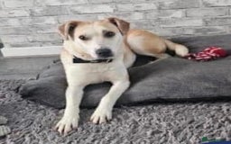 Mixed Breed dogs for adoption: Meet Freya, currently residing in Ormskirk  - Image 3