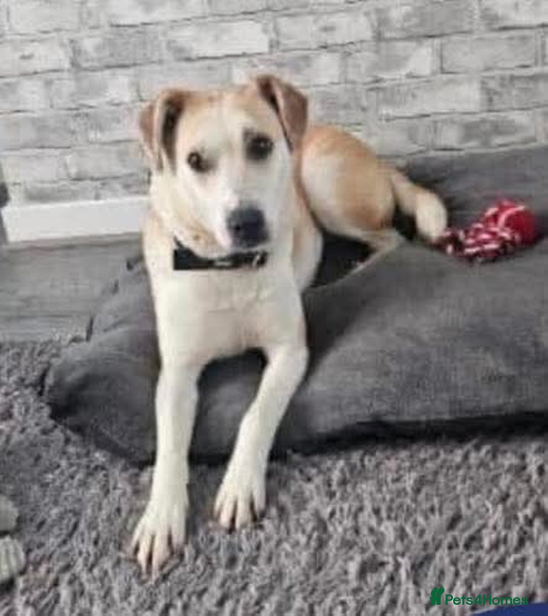 Mixed Breed dogs for adoption: Meet Freya, currently residing in Ormskirk  - Image 3