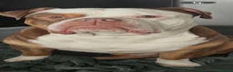 Olde English Bulldogge dogs for stud: New English bulldog  in Newcastle - Advert 4