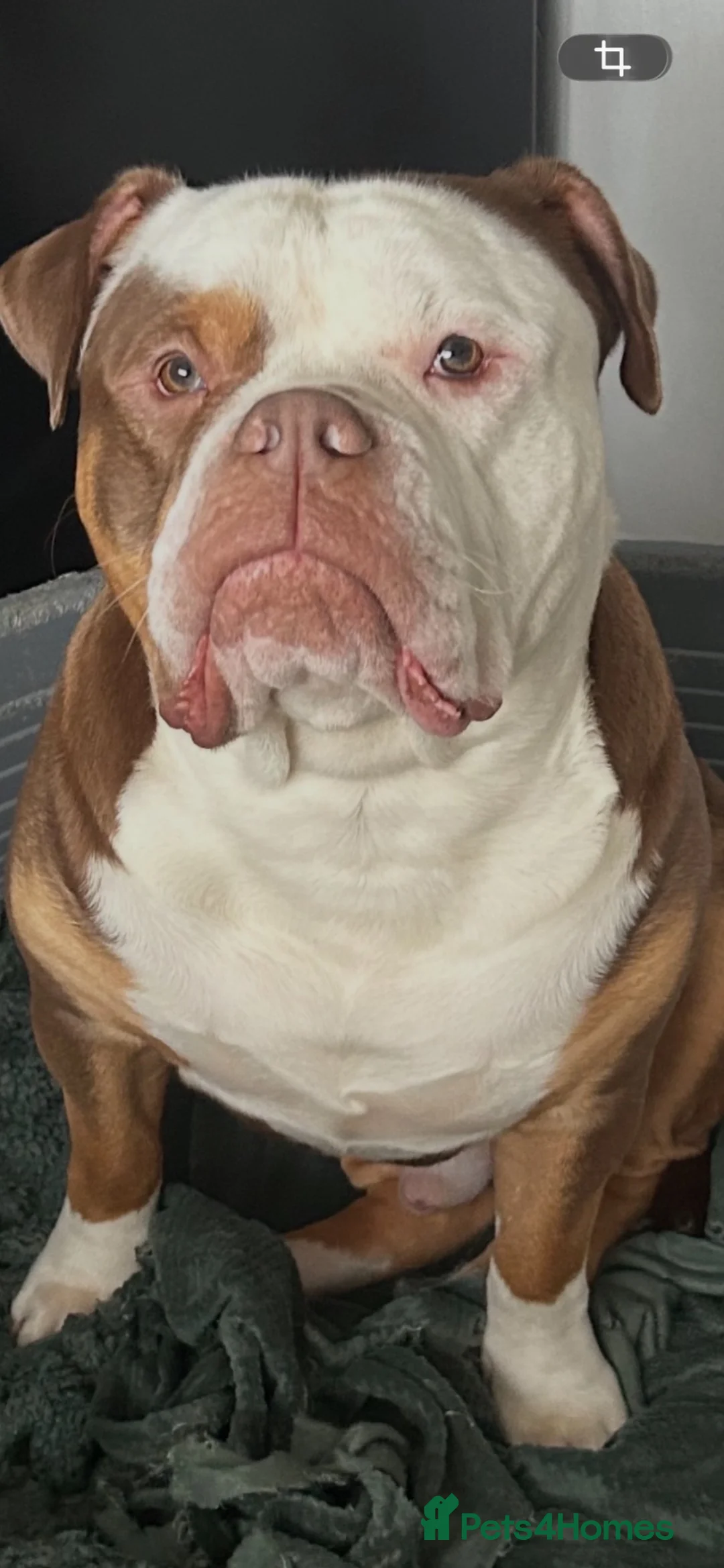Olde English Bulldogge dogs for stud: New English bulldog  in Newcastle - Advert 4