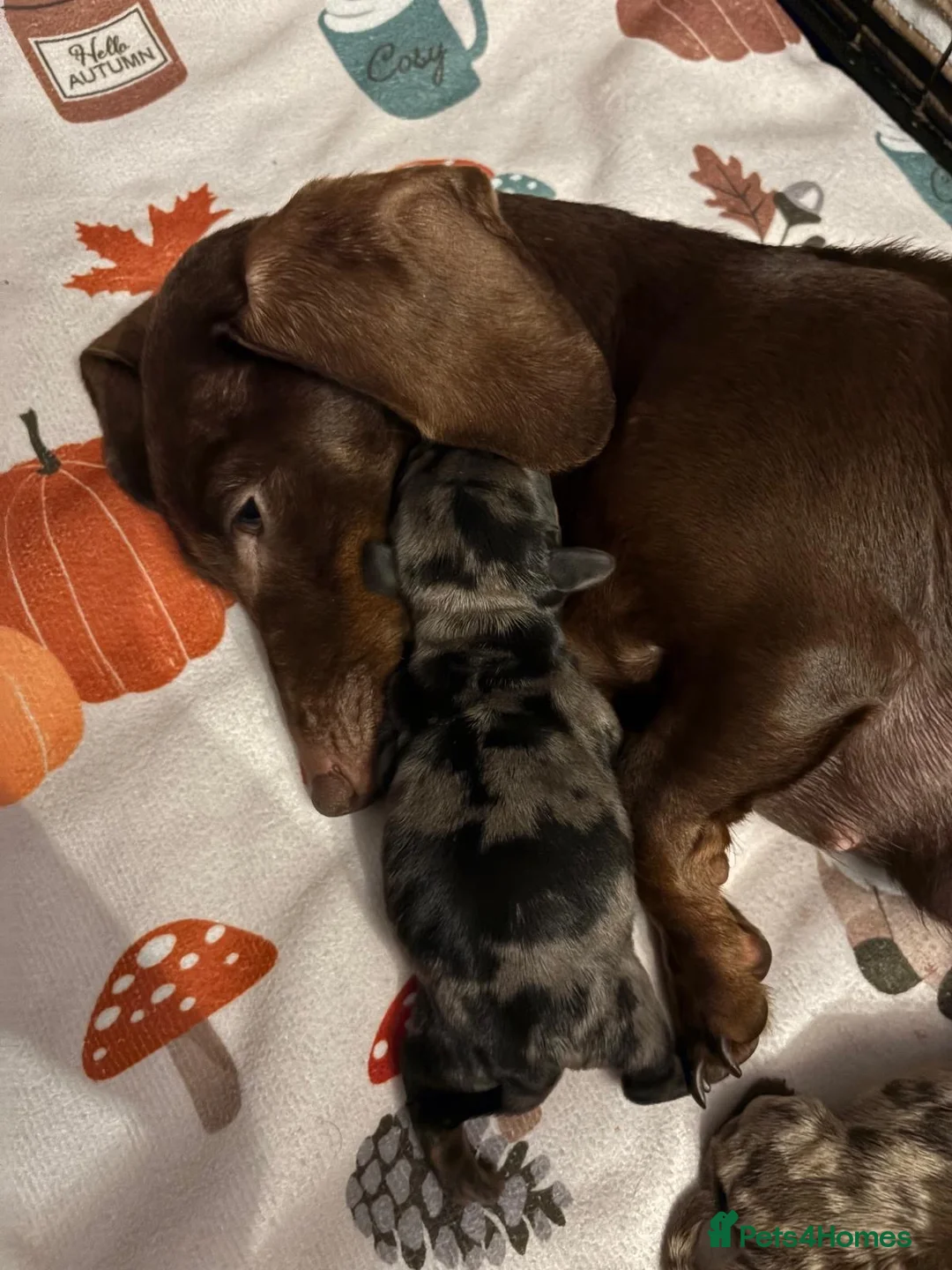 Miniature Dachshund dogs for sale: READY TO GO! dapple/merle daschund puppies - Advert 28