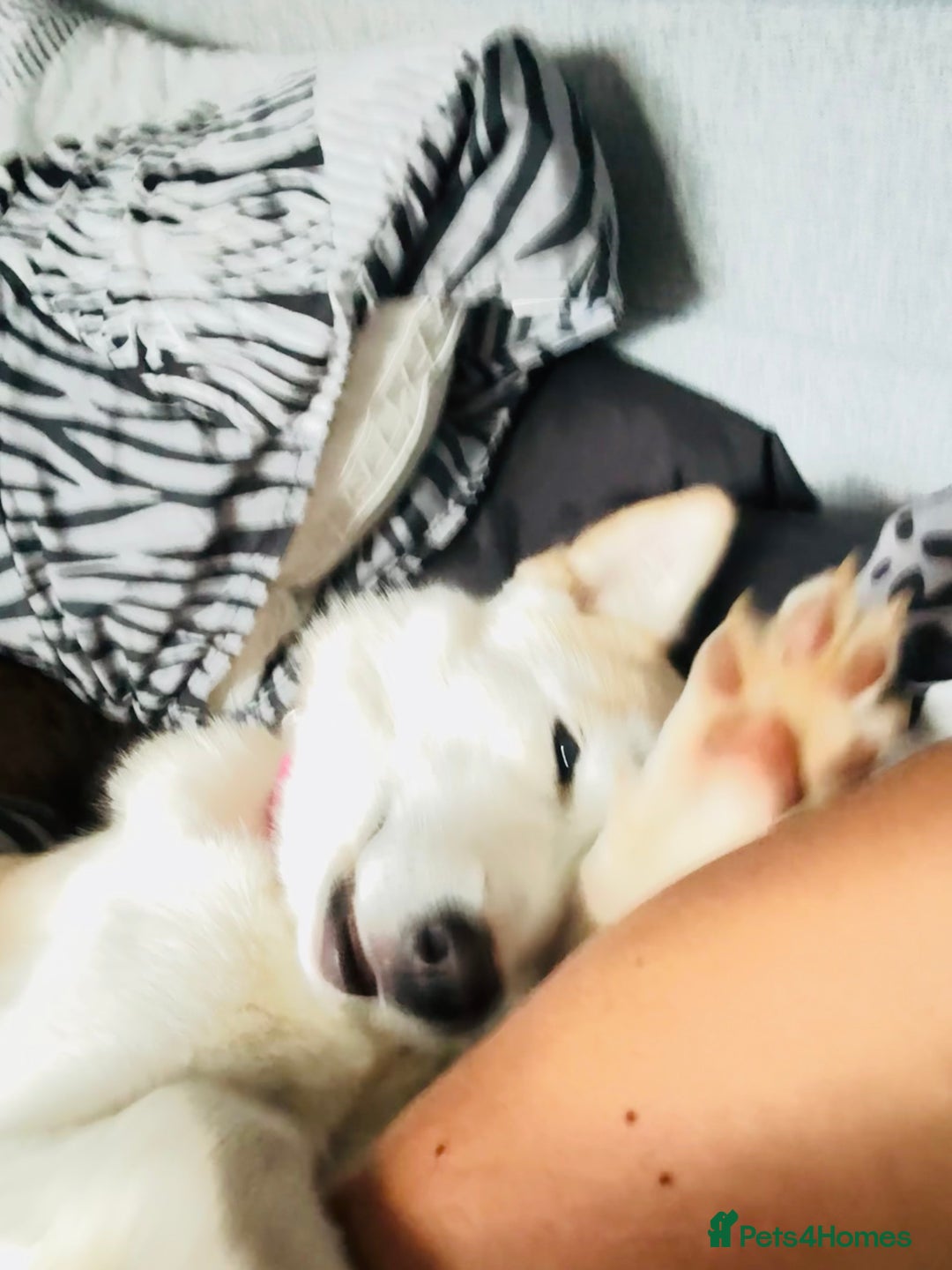 Shepsky dogs for sale: Nevaeh is seeking a forever home.  - Advert 5