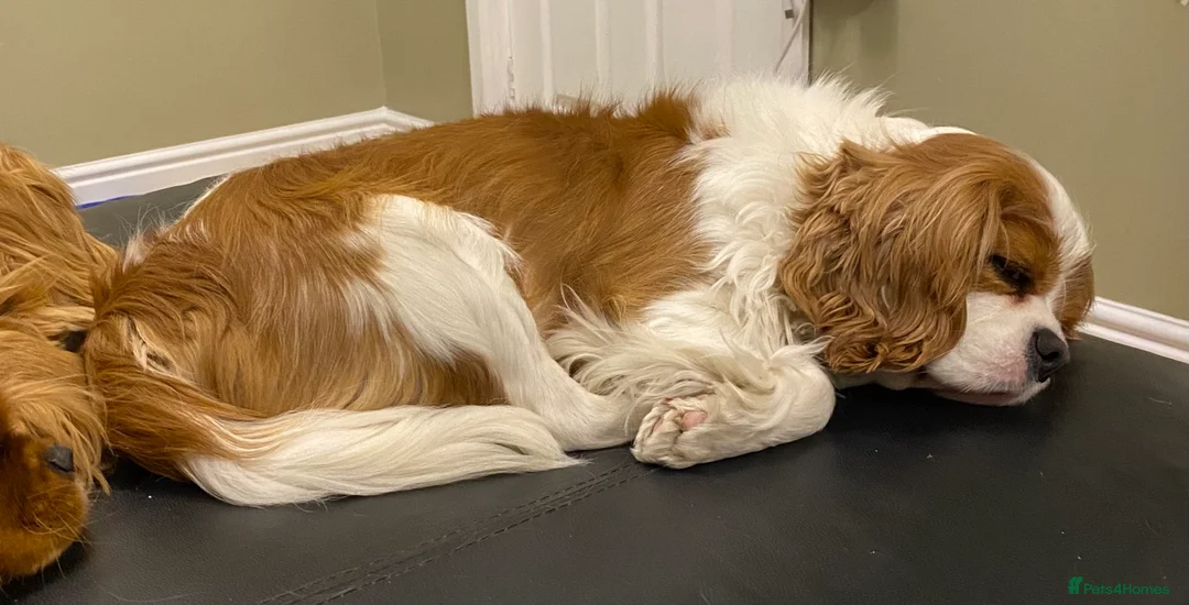 Cavapoo dogs for sale: Stunning, health tested, red Cavapoo pups  - Advert 2