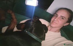 Dobermann dogs for sale: 4 year old Male Doberman looking for forever home - Image 13