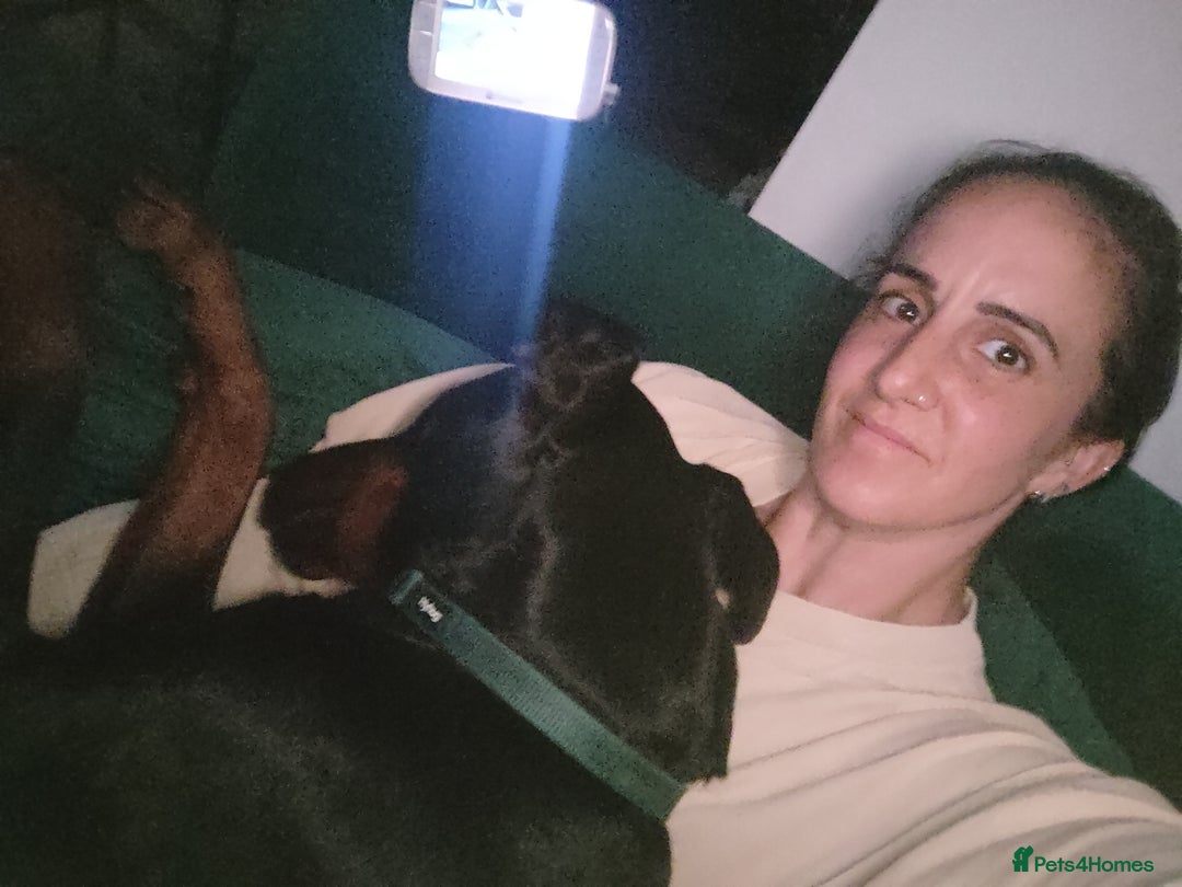 Dobermann dogs for sale: 4 year old Male Doberman looking for forever home - Image 13