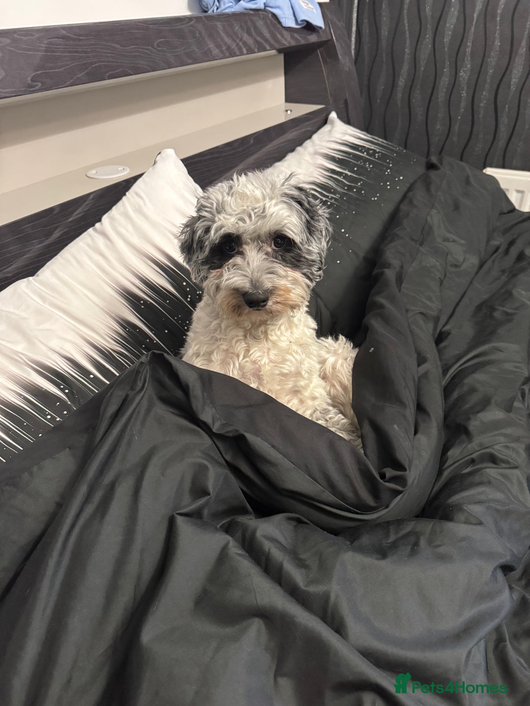 Cockapoo dogs for sale: Cockapoo - Advert 4