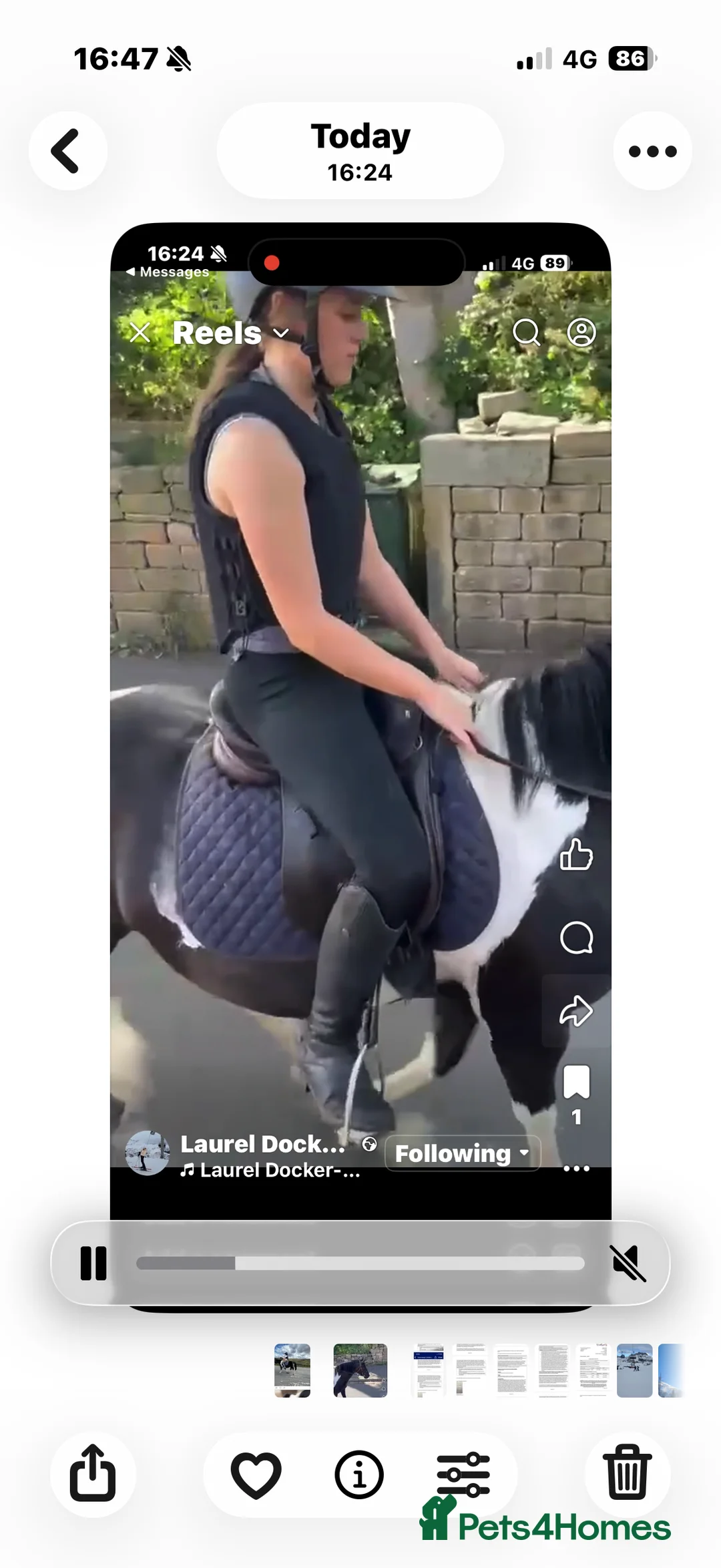 Riding pony horses for sale: Ponies - Advert 2