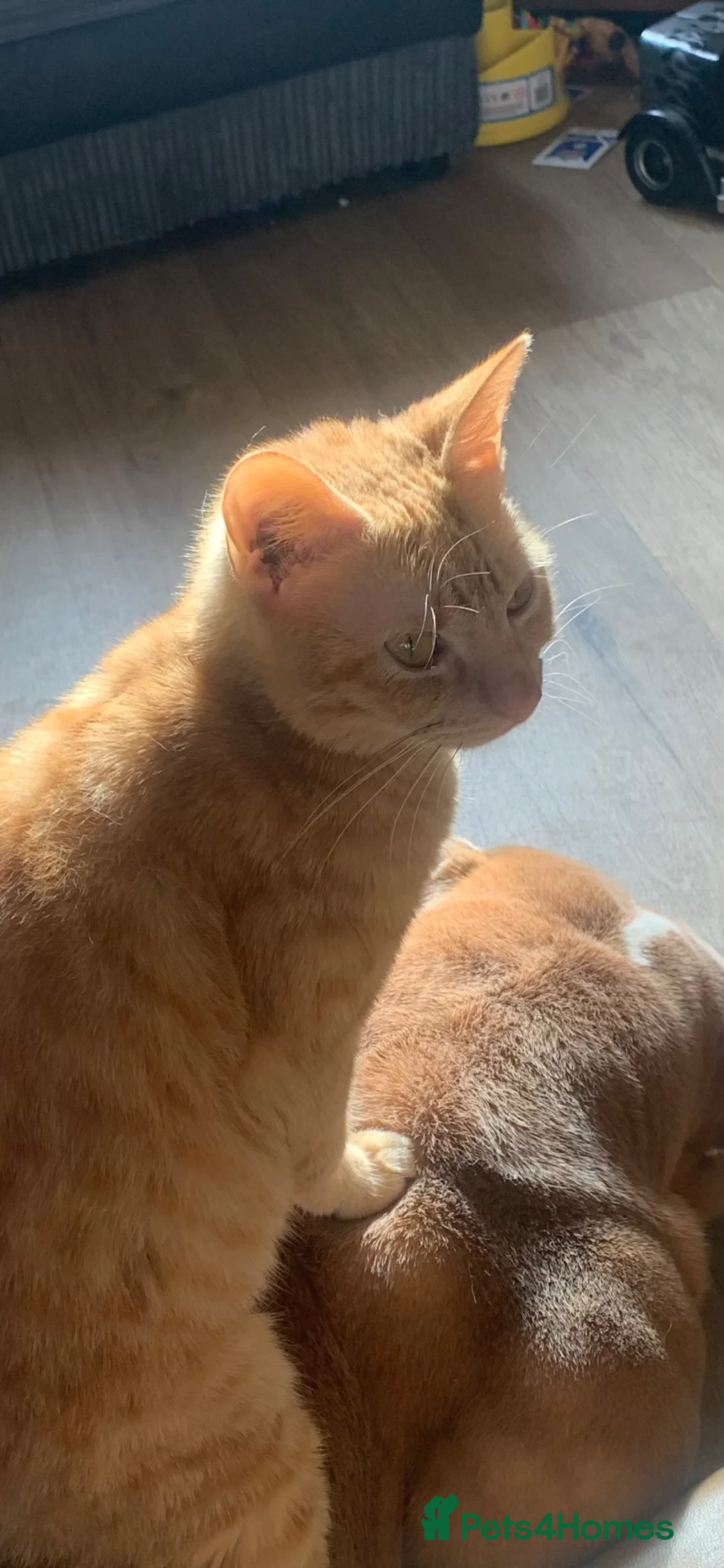 Mixed Breed cats for sale: Beautiful kitties  in Barnoldswick - Advert 1