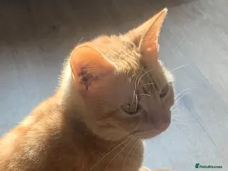 Mixed Breed cats Beautiful kitties - Advert 2