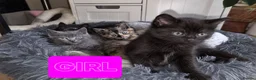 Mixed Breed cats for sale: 2 KITTENS AVALIABLE 23.06.2026 in Broxburn - Advert 2