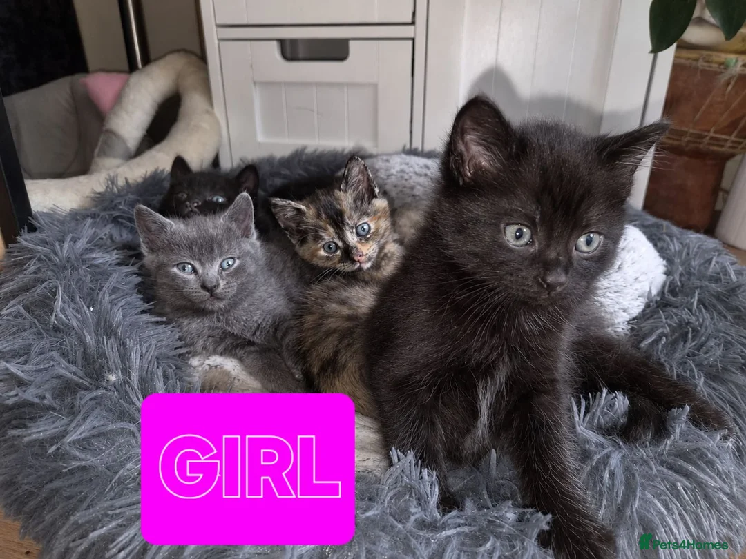 Mixed Breed cats for sale: 2 KITTENS AVALIABLE 23.06.2026 in Broxburn - Advert 2